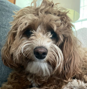 Meet your Posher, Ellie